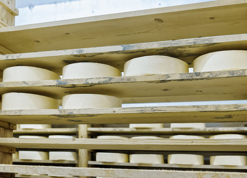 Wheels of young Cheese in maturing cellar Franche Comte creamery
