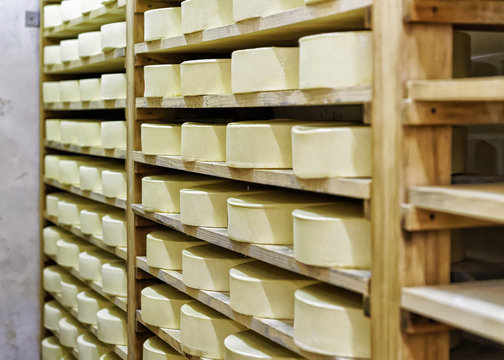 Wheels of young Cheese in ripening cellar Franche Comte creamery
