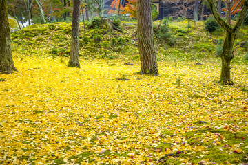 南禅寺の紅葉