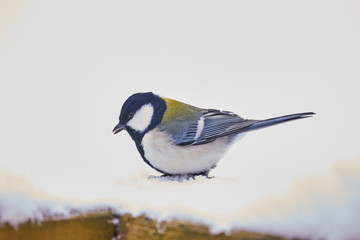 雪の上のシジュウカラ
