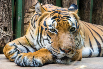 lying tiger looks ahead