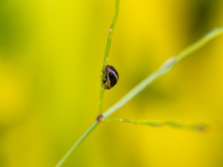 Beetle on The Grass