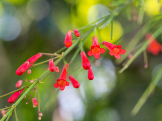 Blurred of Red Firecracker Flowers