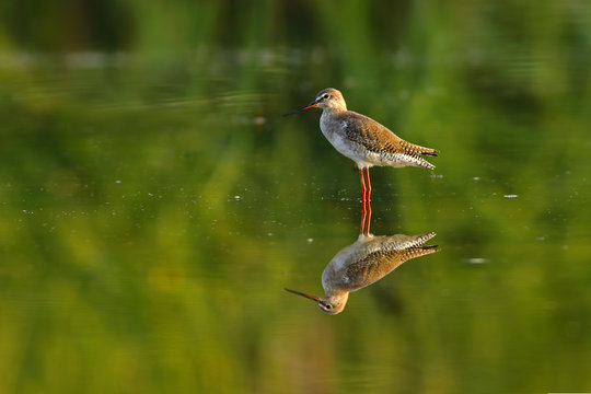 Spotted Red Shank with Reflection