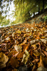 Fallen Autumn Fall leaves