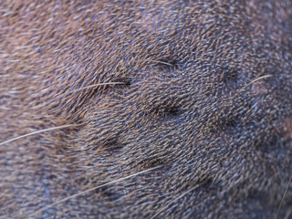 Tentacles and Hair of Dog