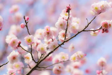 なばなの里_桜