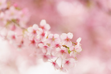 Fototapeta premium なばなの里_桜