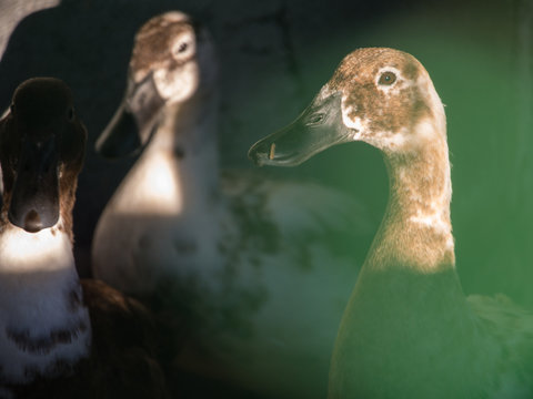 Ducks In The Duck Coop