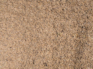 Grain of Paddy