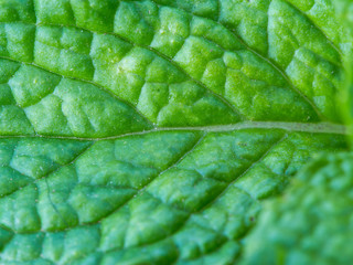 Surface of Peppermint