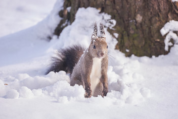 神楽岡公園のエゾリス 冬

