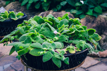 Episcia decorate in garden