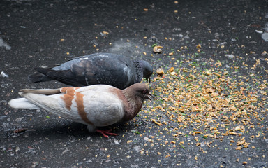 Naklejka na ściany i meble Two pigeons eating food on the street..