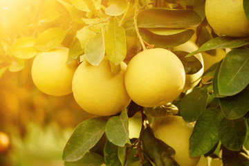Ripe pomelo fruits hang on the trees in the citrus garden. Harvest of tropical pomelo in orchard. Pomelo is the traditional new year food in China, it gives luck. Agricultural food background