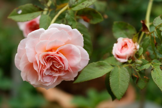 Close-up of Abraham darby rose, English rose breeder by David Austin