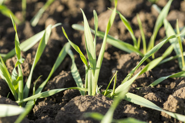 Young Wheat Sprouts Growing in the Field Close Up