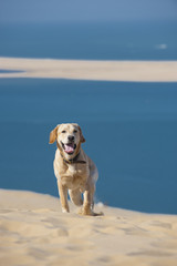 Fototapeta na wymiar Focused young dog running on the beach