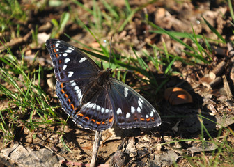 poplar admiral (Limenitis populi)
