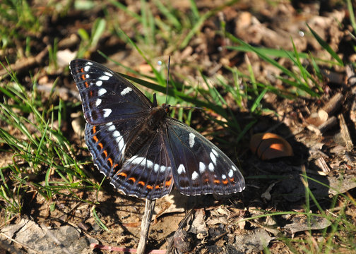 Poplar Admiral (Limenitis Populi)