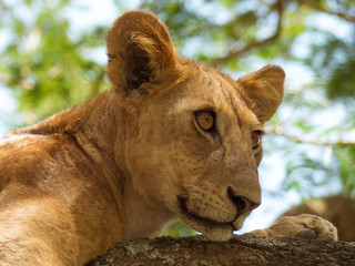 Naklejka na ściany i meble Tree Lion in Tanzania looking out