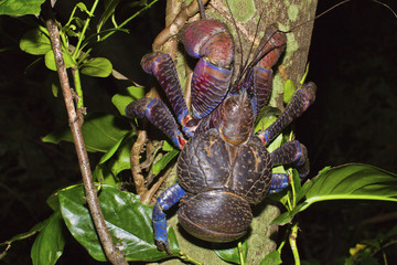 Kurimajima Night Ecology Japan