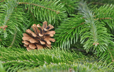 Christmas Tree. Pine tree or Fir Tree with Cones Closeup