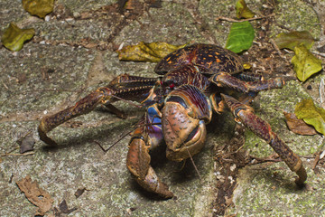 Kurimajima Night Ecology Japan