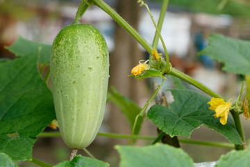 Closeup of cucumber vine in plantation