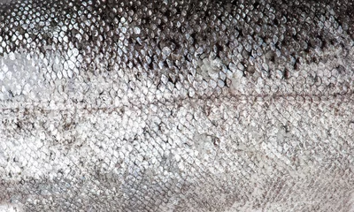Fotobehang Vis Forel vissen schaal