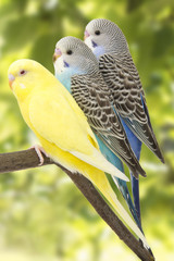 three budgies are in the roost