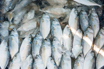Mackerel For Sale / Freshness Mackerel For Sale On The Fresh Market At Angsila In Chonburi, Thailand.