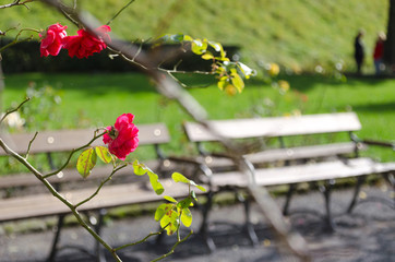 Red rose in garden. Selective focus.