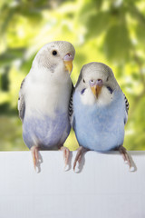 two birds are on a green background