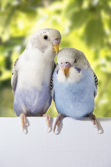 two birds are on a green background