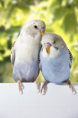 two birds are on a green background