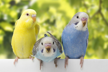 two birds are on a green background