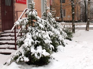 Snowy fir trees in a row