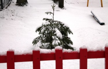 Fir tree behind the fence