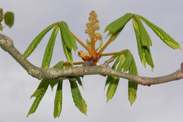 Ippocastano (Aesculus hippocastanum) - ramo con foglie e infiorescenza