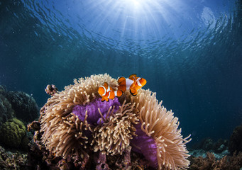 anemone and clown-fish