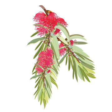 Red Flowering Bottlebrush Tree realistic Vector
