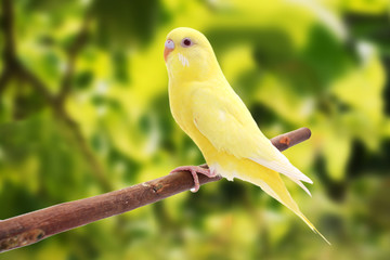 Fototapeta premium bird is on a green background