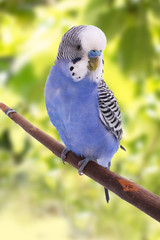 bird is on a green background