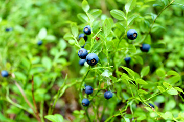 blueberries, the blueberry Bush, wild berry