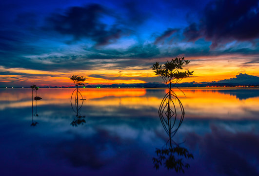 Silhouette of Mangrove in sea at sunset background.