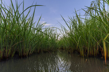 Obraz premium Fields of rice and sky reflecting