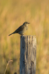 pispola (Anthus pratensis) su paletto legno