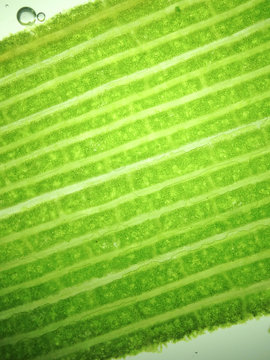 zoom microorganism algae
