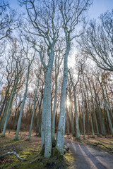 Obraz premium gespensterwald